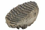 Woolly Mammoth Fossil Molar - Poland #235267-2